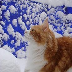 Maine Coon Cazzandra