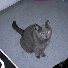 Russian Blue Qive *død* 