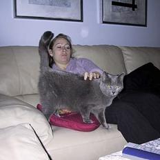 Russian Blue Qive *død* 