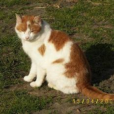 Blanding af racer Freja *Død den 8/9-08*