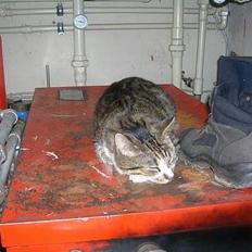 Blanding af racer Elkjær