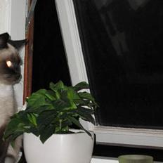 Blanding af racer Sophie *Forsvundet*