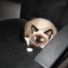 Blanding af racer Sophie *Forsvundet*