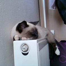 Blanding af racer Sophie *Forsvundet*