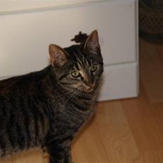 Huskat Poxy (nyt hjem)