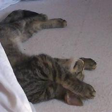 Huskat Poxy (nyt hjem)