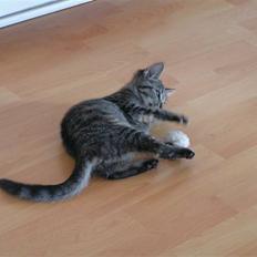 Huskat Poxy (nyt hjem)