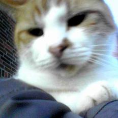 Blanding af racer Mille