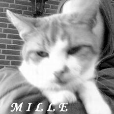 Blanding af racer Mille