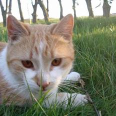 Blanding af racer Kim