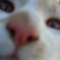 Blanding af racer Kim