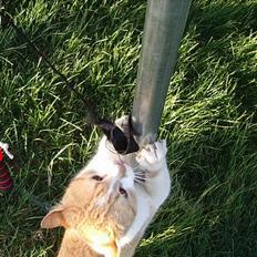 Blanding af racer Kim