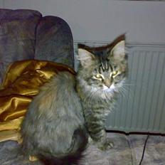 Maine Coon Conny
