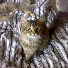 Maine Coon Conny