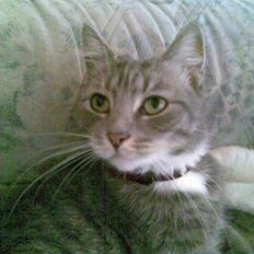 Blanding af racer Cleopatra *R.I.P*