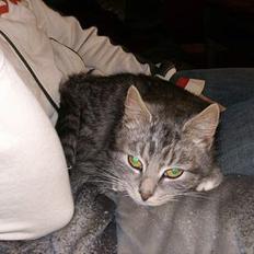 Blanding af racer Cleopatra *R.I.P*