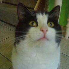 Huskat Basé *aflivet*