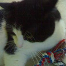 Huskat Basé *aflivet*