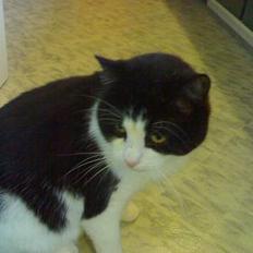 Huskat Basé *aflivet*