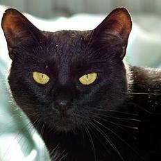 Blanding af racer Nokia