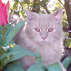 Maine Coon Lundens Volle