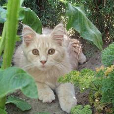 Maine Coon Lundens Volle