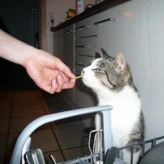 Huskat †Tarzan af Møllehøj†