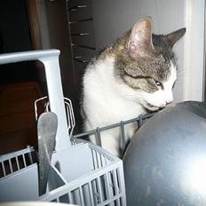 Huskat †Tarzan af Møllehøj†