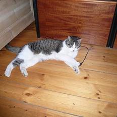 Huskat †Tarzan af Møllehøj†