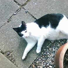 Blanding af racer frede