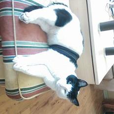 Blanding af racer frede