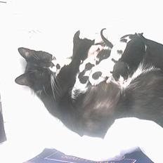 Blanding af racer mille 