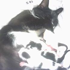 Blanding af racer mille 