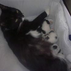 Blanding af racer mille 