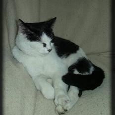 Huskat Ronja *Buddi*