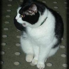 Huskat Ronja *Buddi*