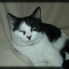 Huskat Ronja *Buddi*