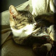 Huskat Freja  *Lille*