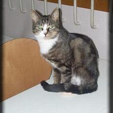 Huskat Freja  *Lille*