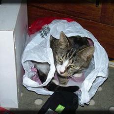 Huskat Freja  *Lille*