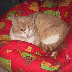 Huskat : Tino (forsvundet)