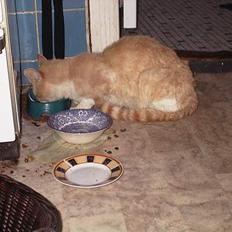 Huskat : Tino (forsvundet)