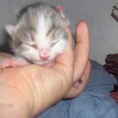 Huskat snus (givet væk)