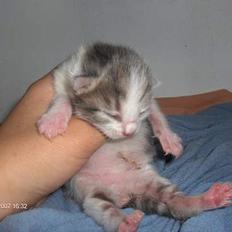 Huskat snus (givet væk)