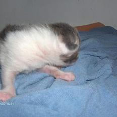 Huskat snus (givet væk)