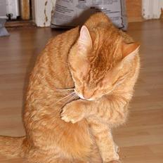 Blanding af racer Garfield