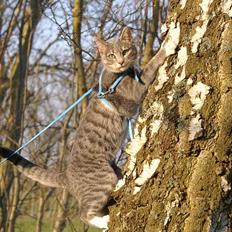 Blanding af racer Mette