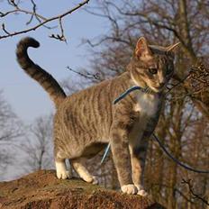 Blanding af racer Mette