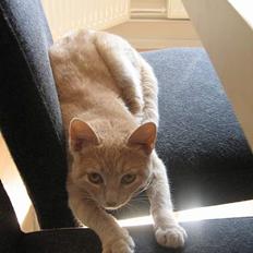 Blanding af racer Futte