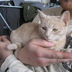 Blanding af racer Futte